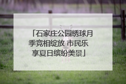 石家庄公园绣球月季竞相绽放 市民乐享夏日缤纷美景
