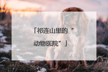 祁连山里的“动物医院”