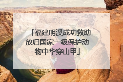 福建明溪成功救助放归国家一级保护动物中华穿山甲