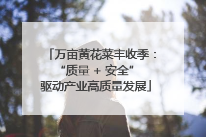 万亩黄花菜丰收季：“质量 + 安全” 驱动产业高质量发展