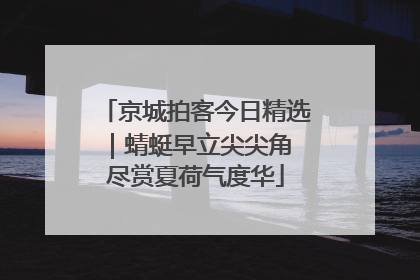 京城拍客今日精选｜蜻蜓早立尖尖角 尽赏夏荷气度华