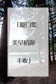 厦门集美早稻迎丰收