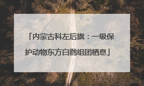 内蒙古科左后旗：一级保护动物东方白鹳组团栖息