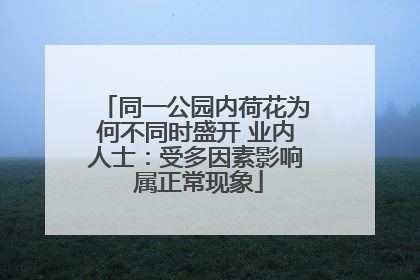 同一公园内荷花为何不同时盛开 业内人士：受多因素影响 属正常现象
