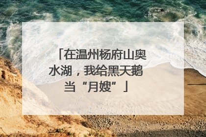 在温州杨府山奥水湖，我给黑天鹅当“月嫂”
