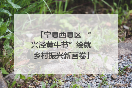 宁夏西夏区 “兴泾黄牛节”绘就乡村振兴新画卷