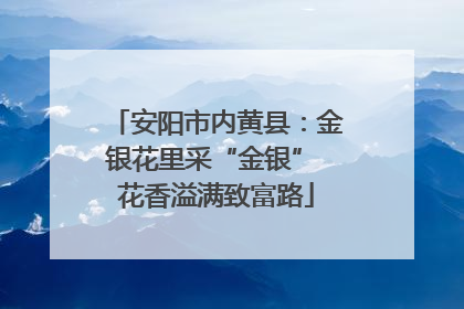 安阳市内黄县：金银花里采“金银” 花香溢满致富路