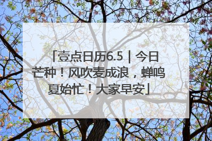 壹点日历6.5｜今日芒种！风吹麦成浪，蝉鸣夏始忙！大家早安