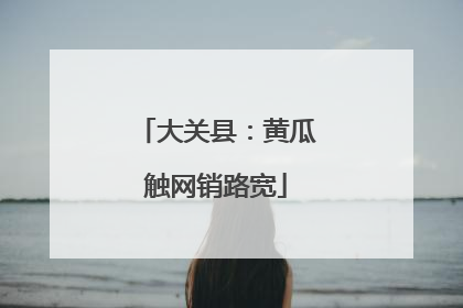 大关县：黄瓜触网销路宽