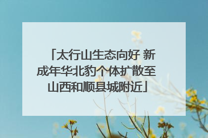 太行山生态向好 新成年华北豹个体扩散至山西和顺县城附近