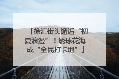 徐汇街头邂逅“初夏浪漫”！绣球花海成“全民打卡地”
