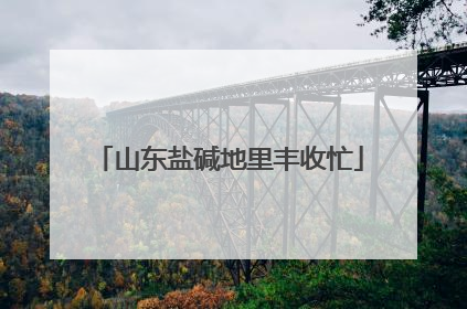 山东盐碱地里丰收忙