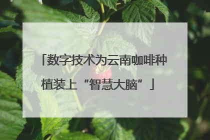 数字技术为云南咖啡种植装上“智慧大脑”