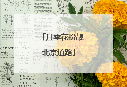 月季花扮靓北京道路