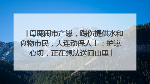 母鹿闹市产崽，踢伤提供水和食物市民，大连动保人士：护崽心切，正在想法送回山里