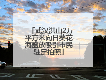 武汉洪山2万平方米向日葵花海盛放吸引市民驻足拍照