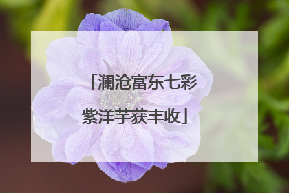 澜沧富东七彩紫洋芋获丰收