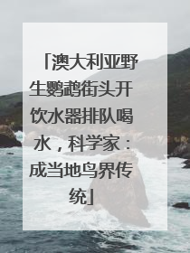 澳大利亚野生鹦鹉街头开饮水器排队喝水，科学家：成当地鸟界传统