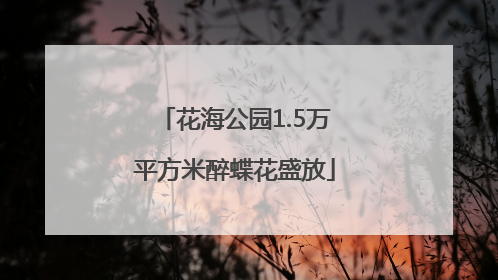 花海公园1.5万平方米醉蝶花盛放