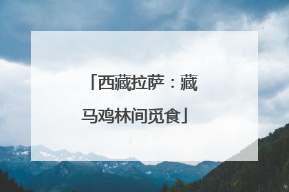 西藏拉萨：藏马鸡林间觅食