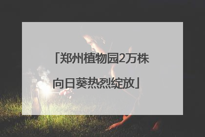 郑州植物园2万株向日葵热烈绽放