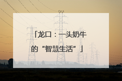 龙口：一头奶牛的“智慧生活”
