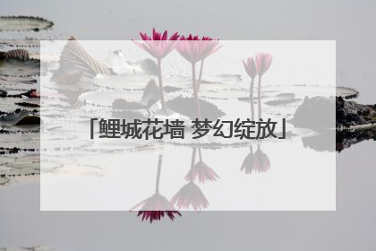 鲤城花墙 梦幻绽放